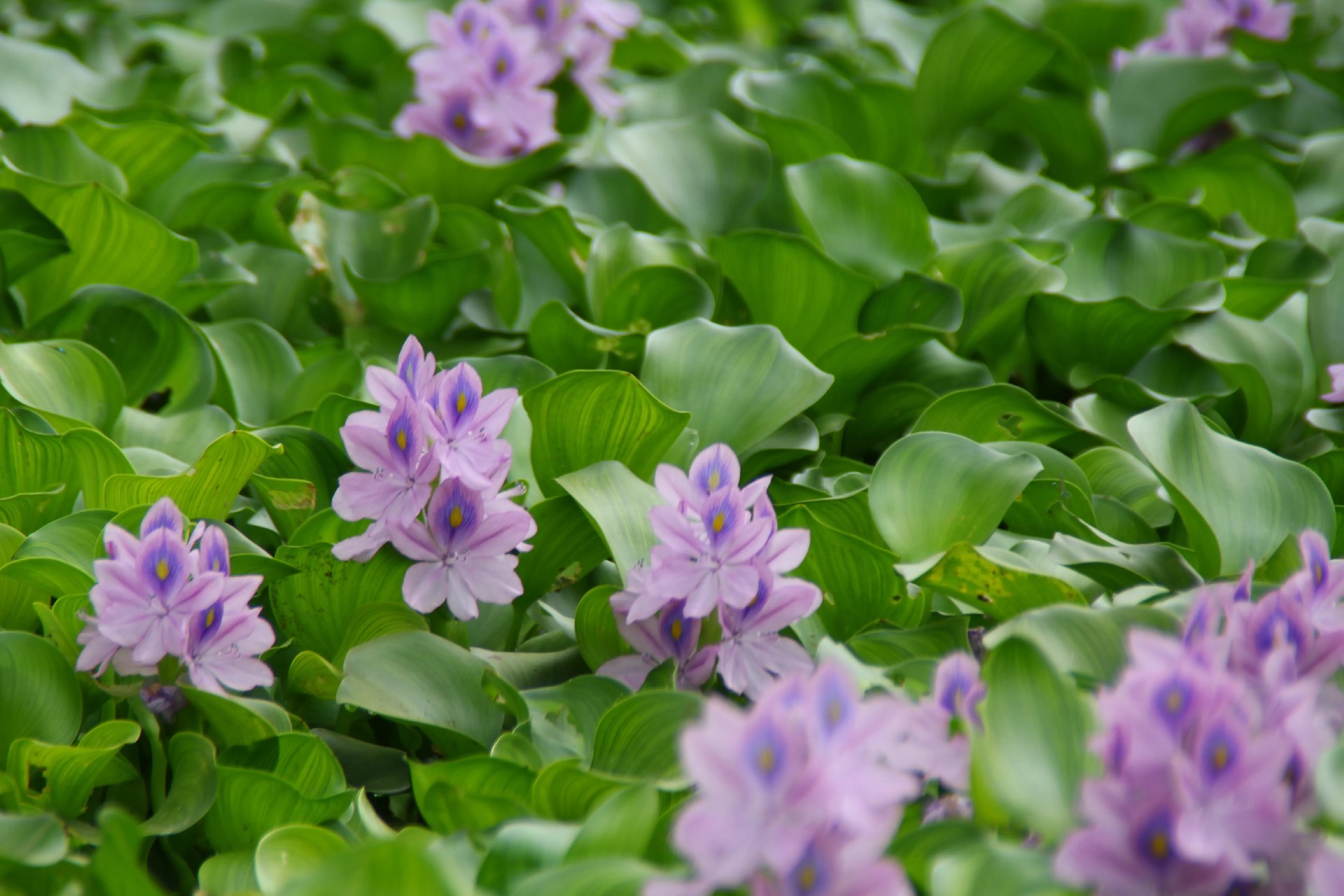 1695692482183844.jpg 水葫蘆.jpg