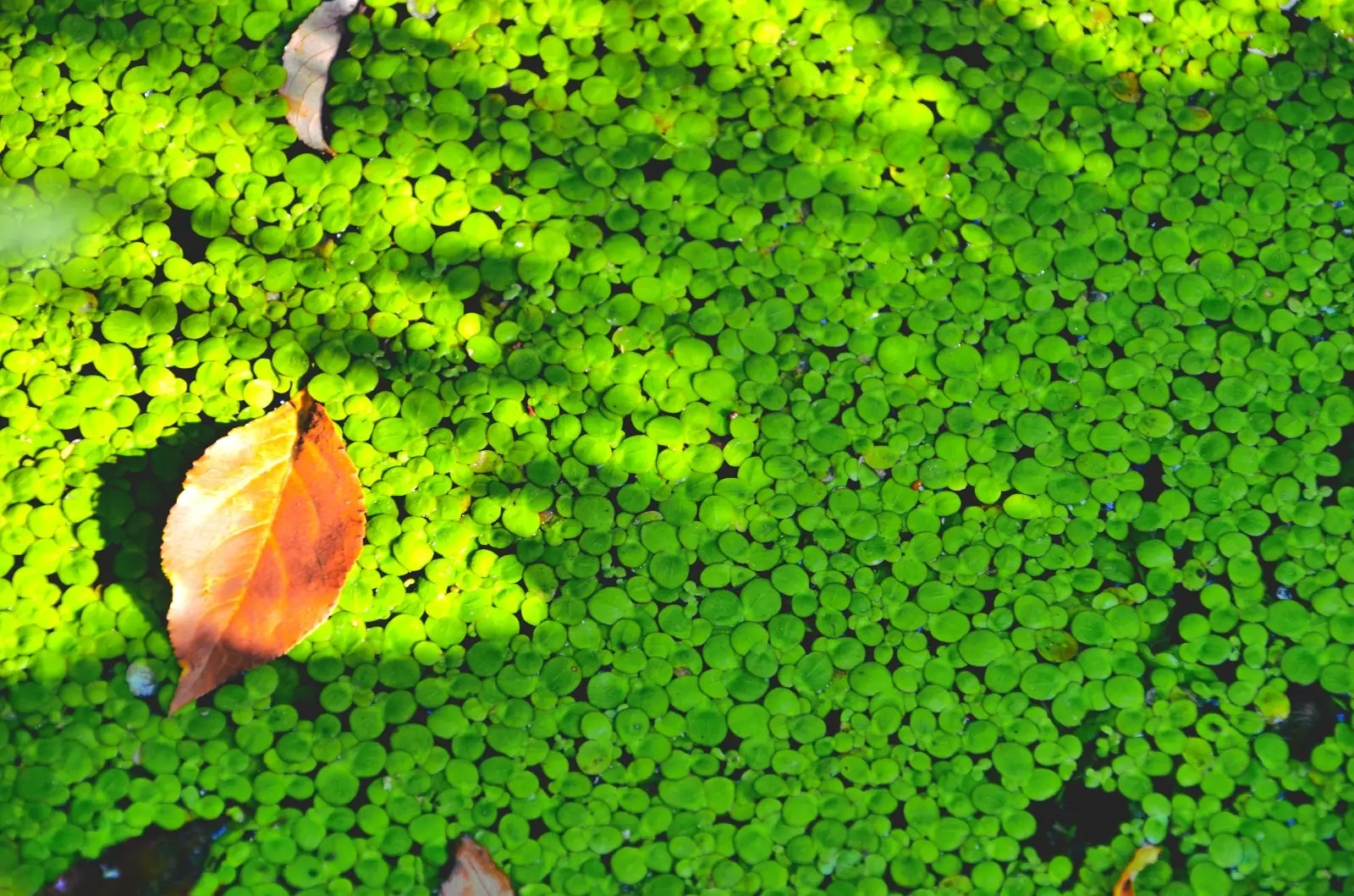 1695692492605148.jpg 浮萍.jpg