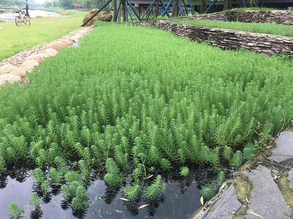 中國十大汙水處理企業哪個更好一些