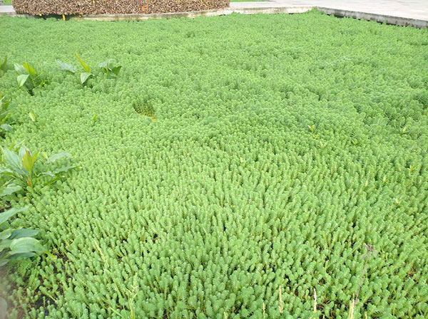 新農村生活汙水如何處理