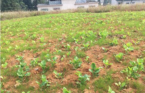 農村環境粉色APP污视频下载後期如何管理？