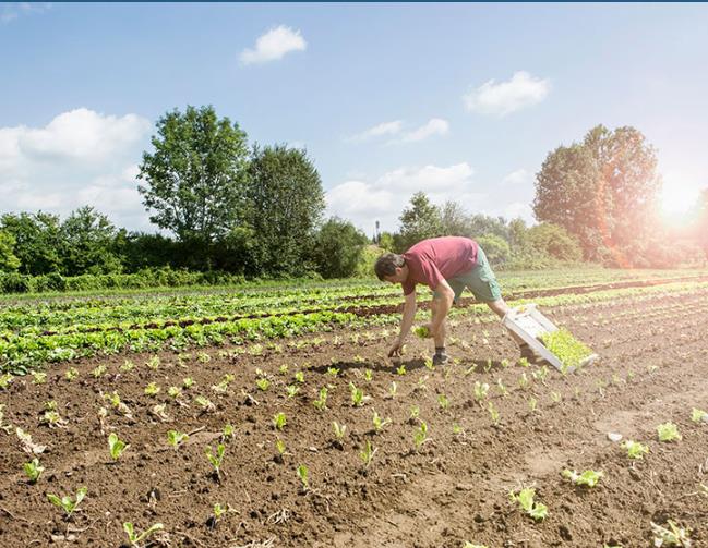 重金屬土壤修複